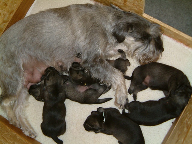 Mittelschnauzer A Wurf