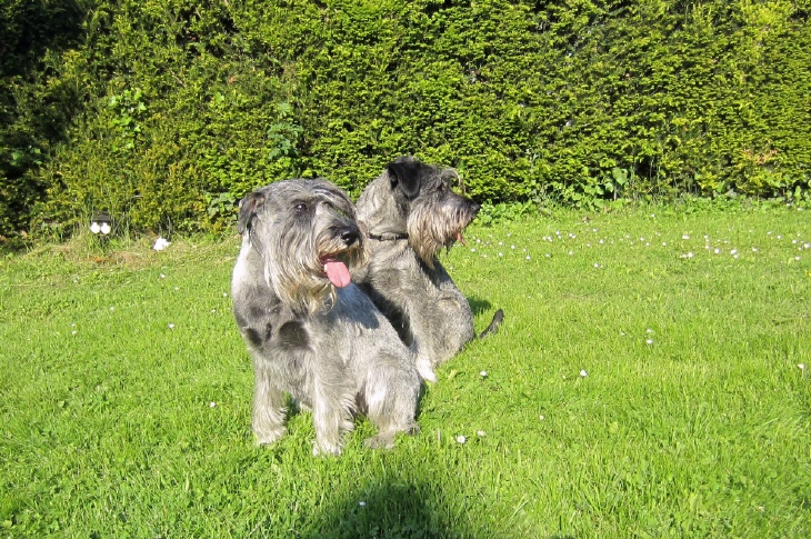 Fynja vom Wiesensprung und Rohan vom Wesenswart
