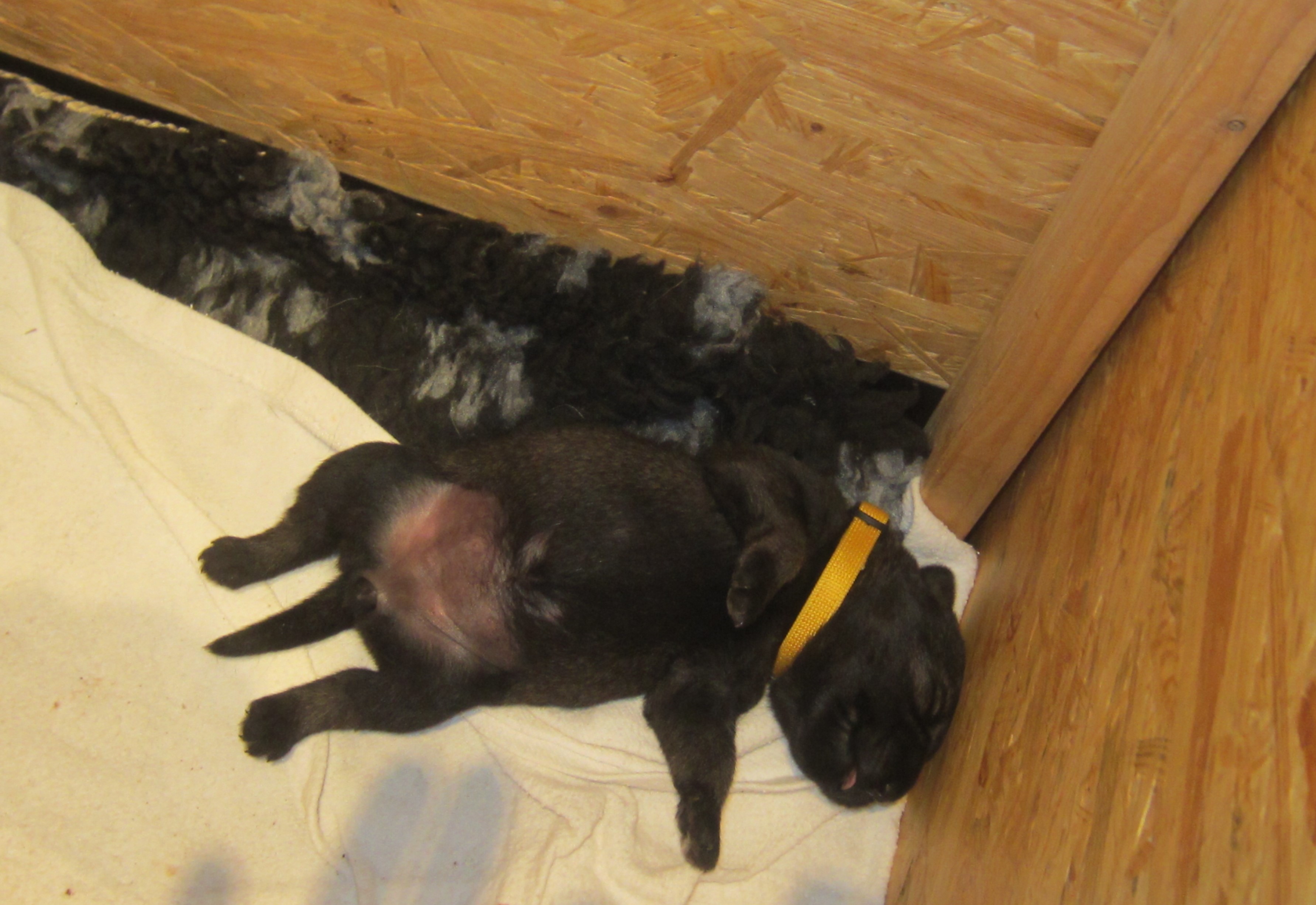 Mittelschnauzer 7 Tage