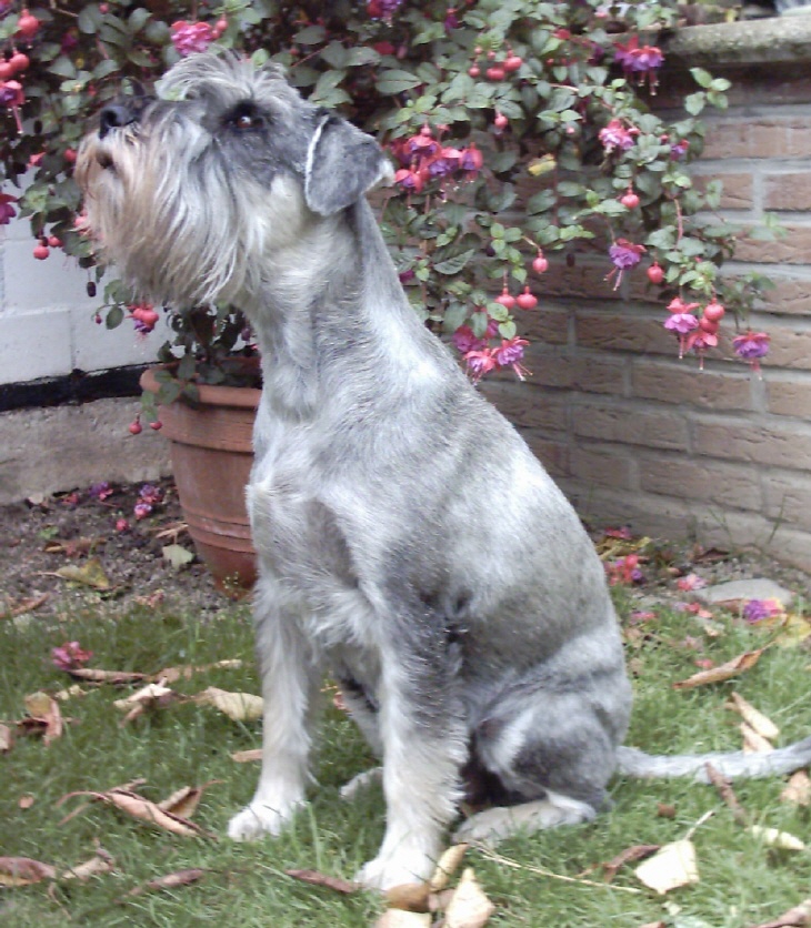 Mittelschnauzer Hündin Alberta vom fidelen Figaro