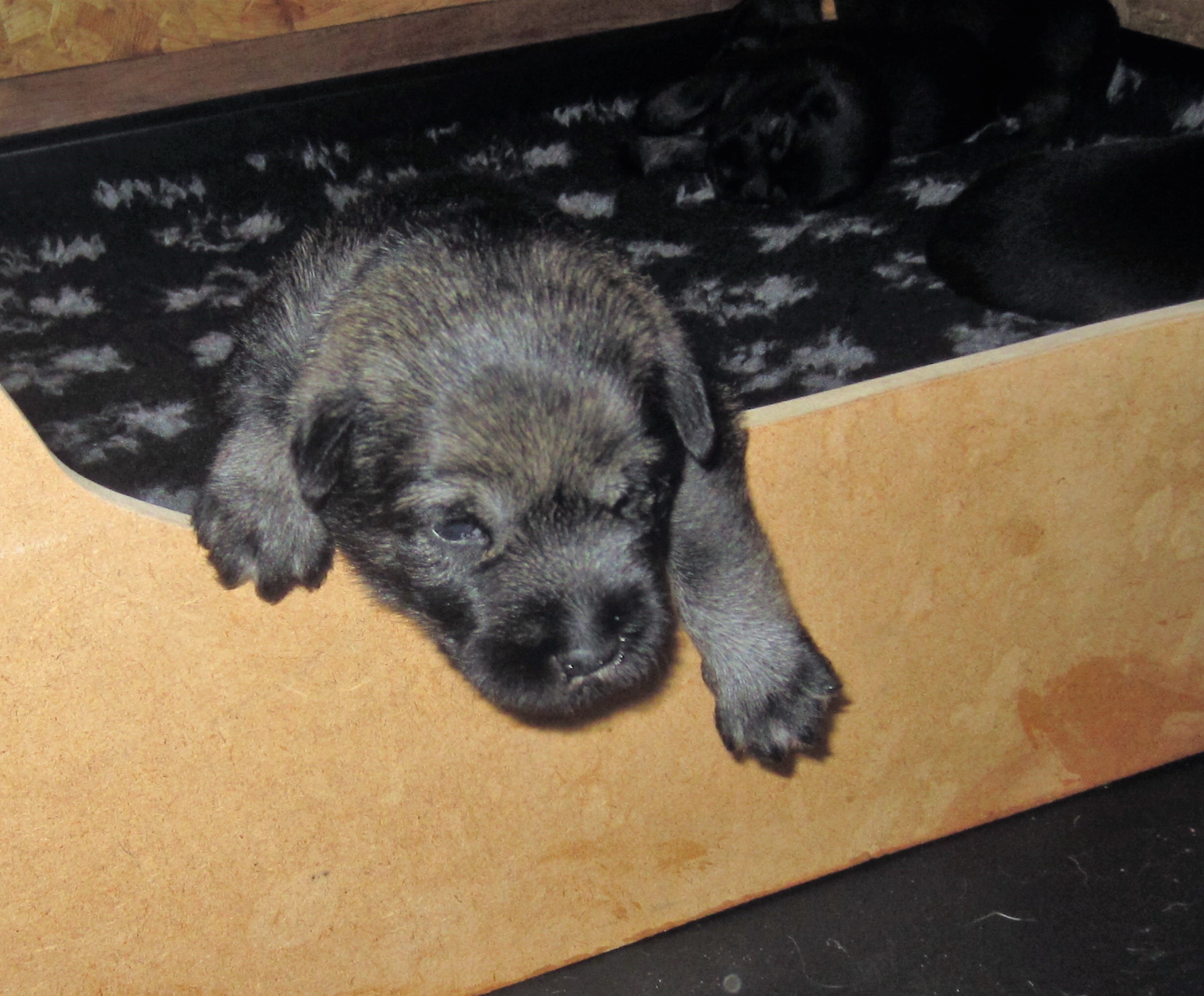 Mittelschnauzer Ausbrecher