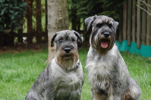Mittelschnauzer Ayla und Hauke Jazz