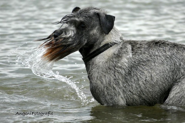 Mittelschnauzer Fynja (1)