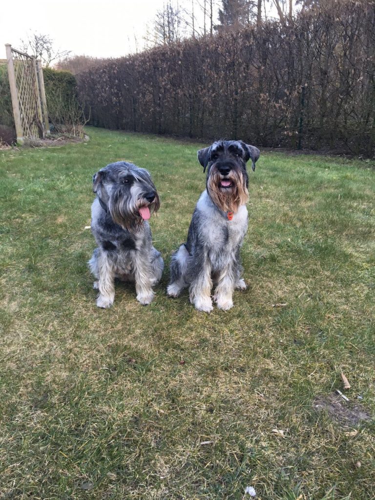 Mittelschnauzer Glenny und Itschy