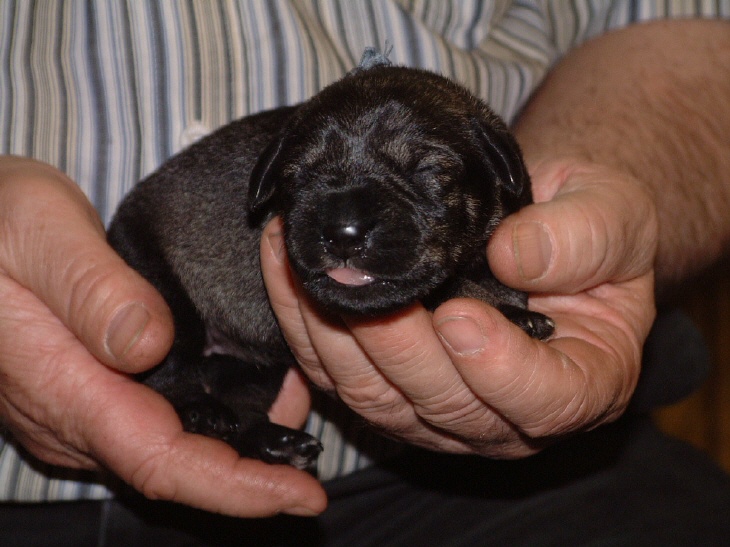 Mittelschnauzer Hündin 320 Gramm