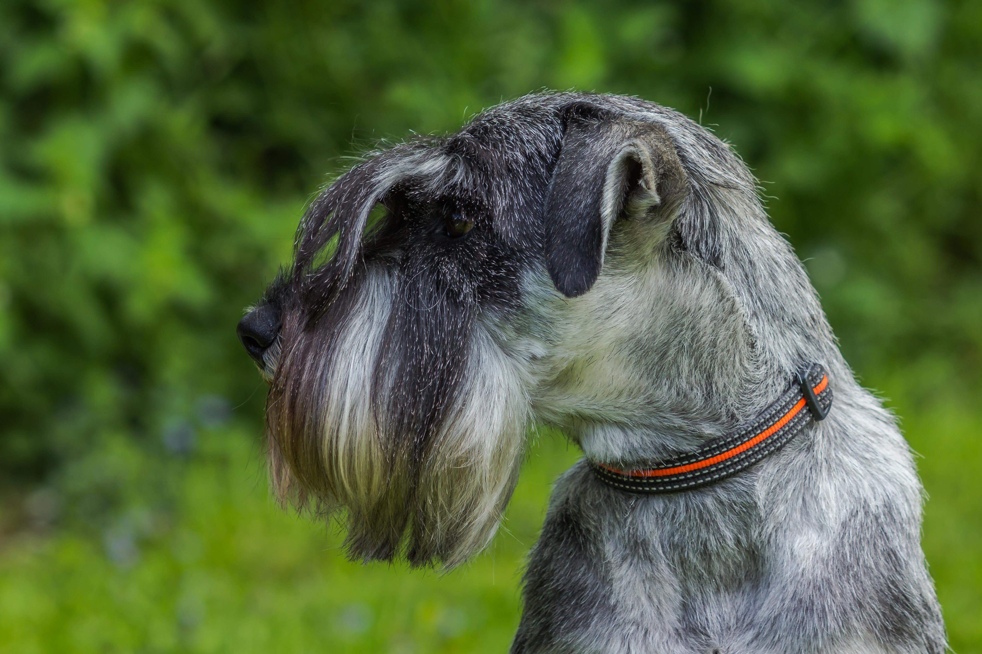 Mittelschnauzer Itschy