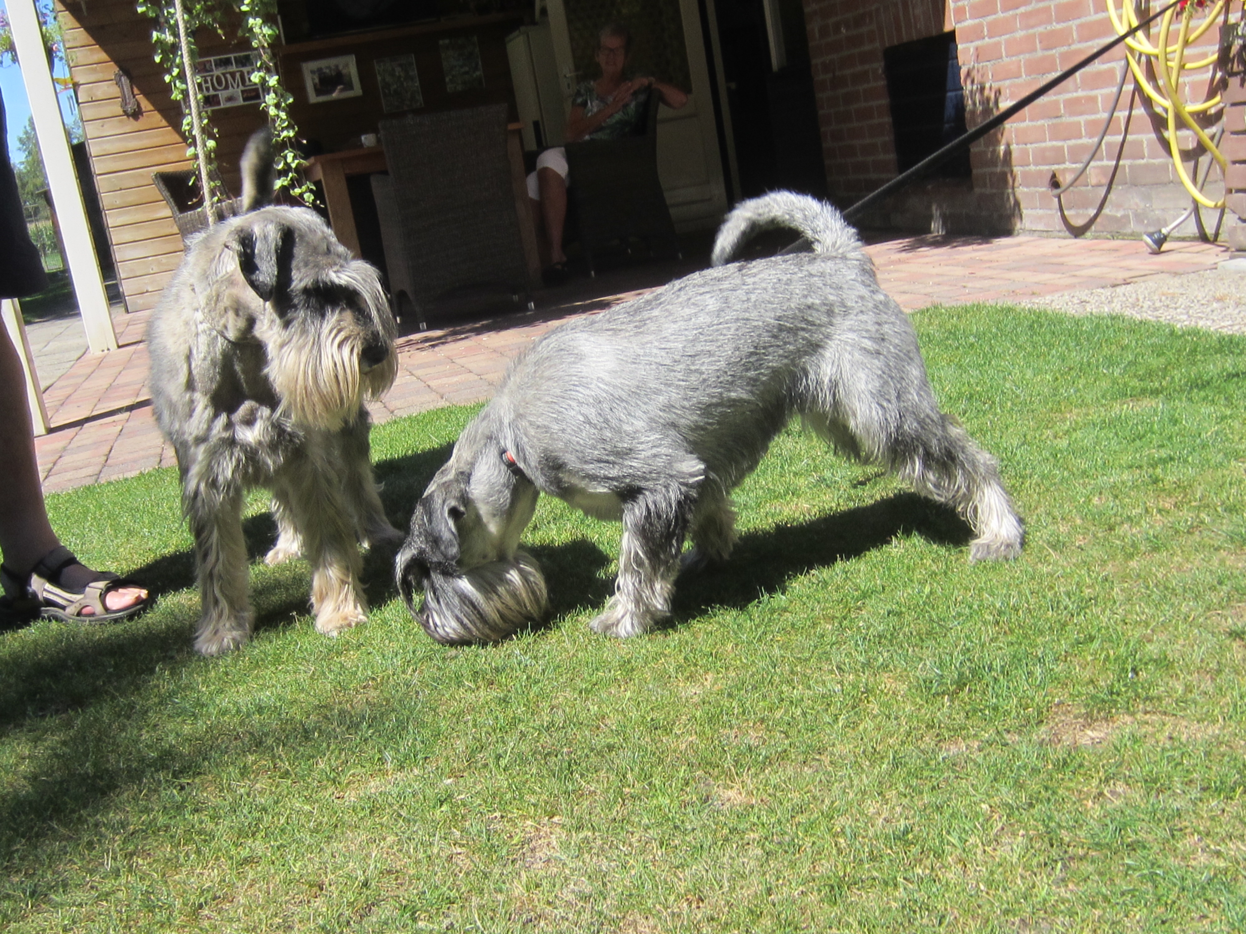 Mittelschnauzer Ivar und Itschy (2)