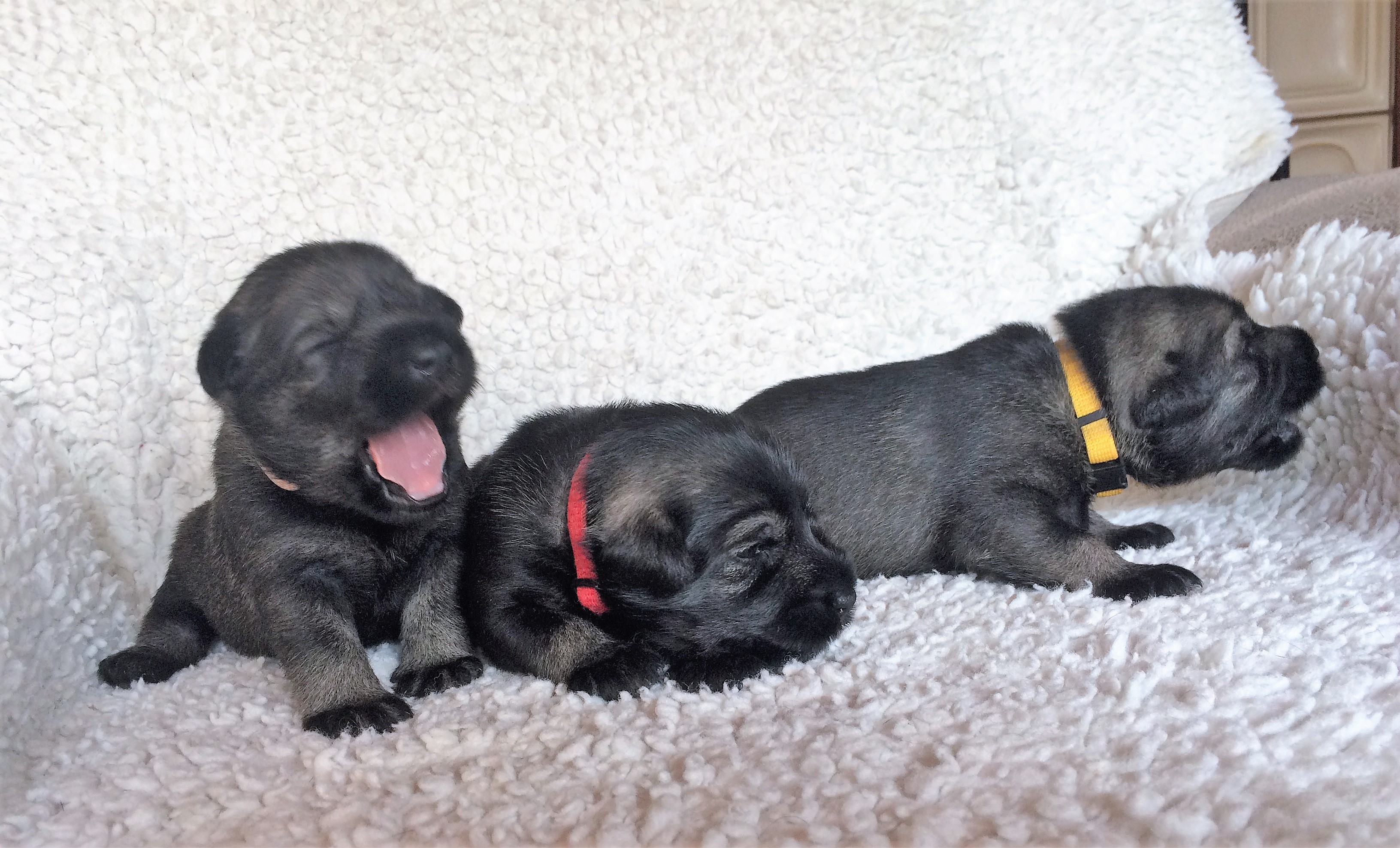 Mittelschnauzer Mädels