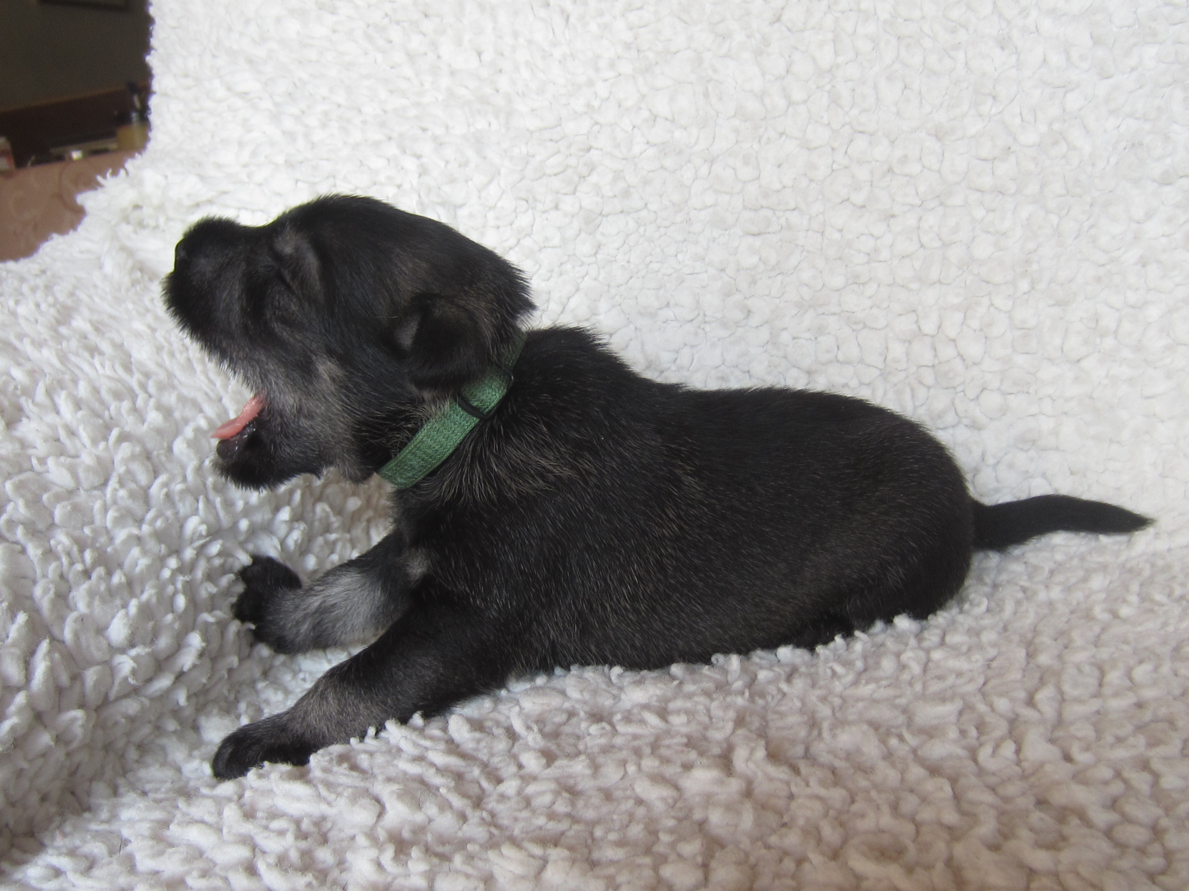 Mittelschnauzer Ruede pfeffer-salz