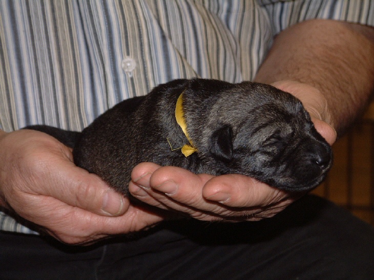 Mittelschnauzer Hündin 320 Gramm