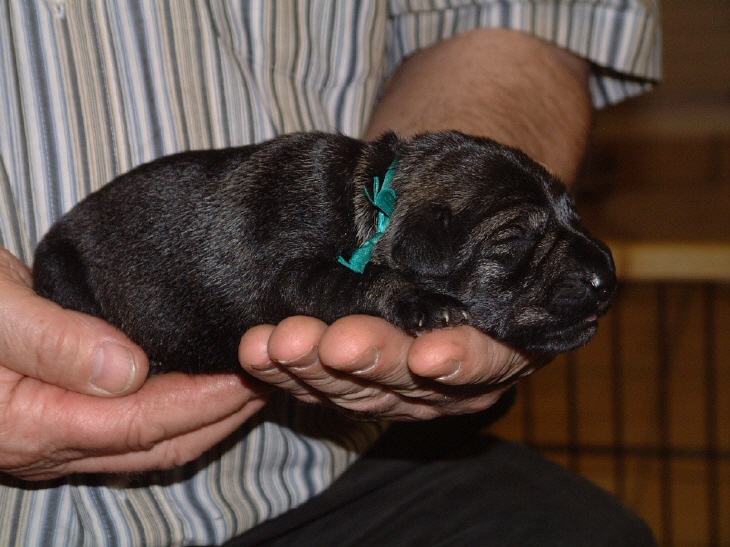 Mittelschnauzer Rüde 380 Gramm (2)