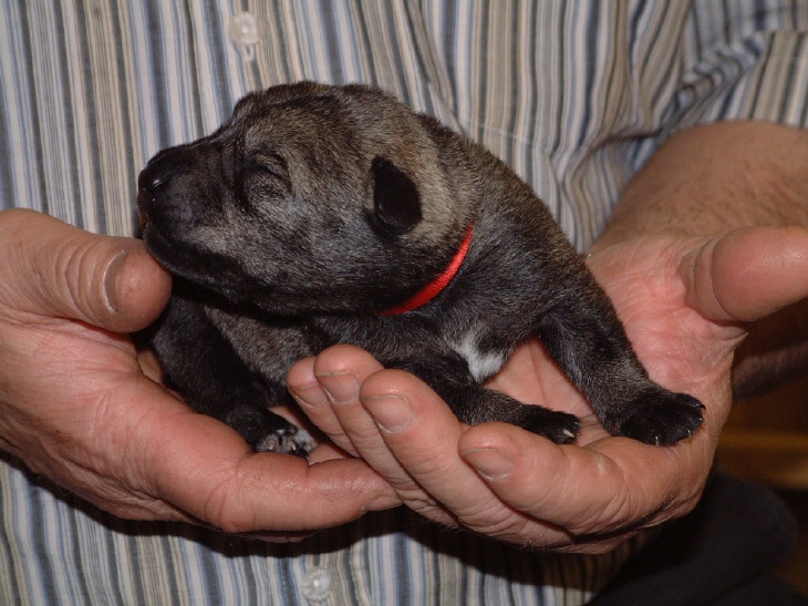 Mittelschnauzer Rüde 380 Gramm