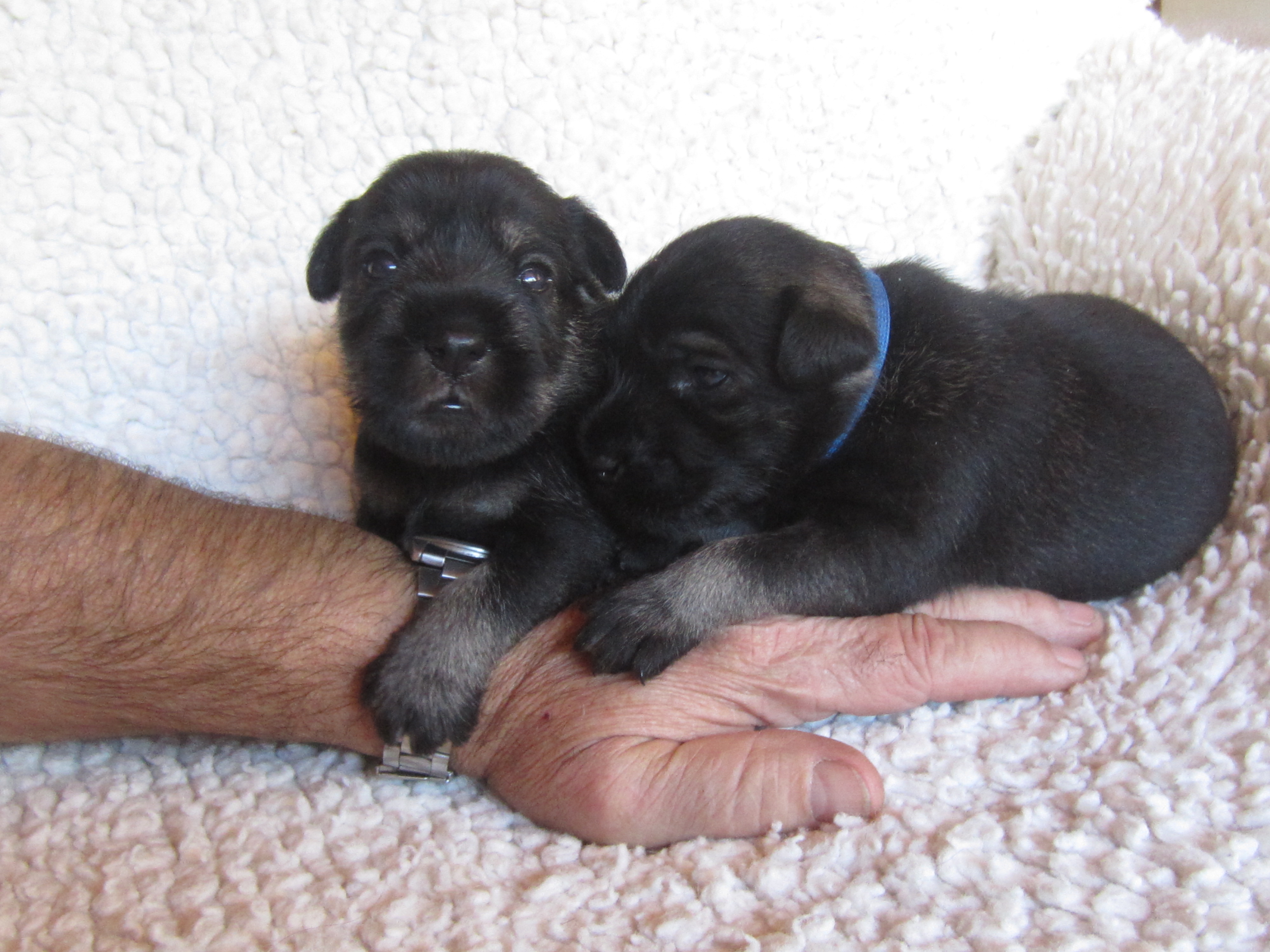 Mittelschnauzer Rüden pfeffer salz