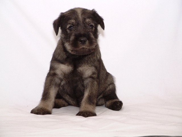 Mittelschnauzer Welpe Akira