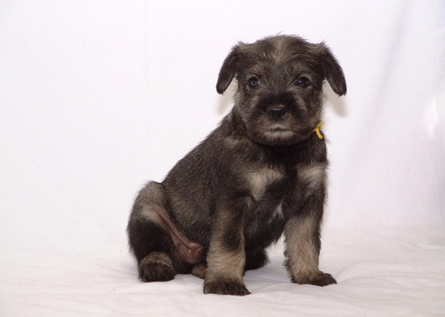 Mittelschnauzer Welpe Arthos