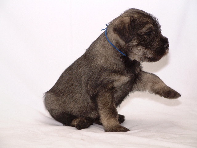 Mittelschnauzer Welpe Ayko