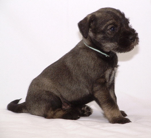 Mittelschnauzer Welpe Ayla