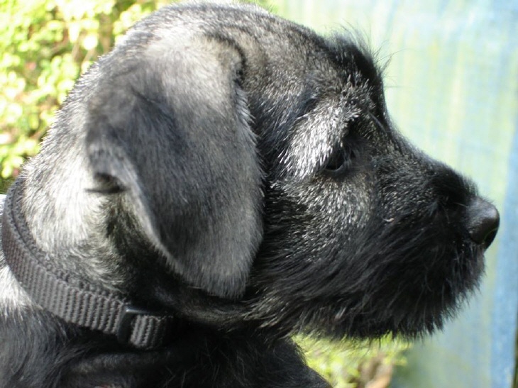 Mittelschnauzer Welpe Hündin (1)