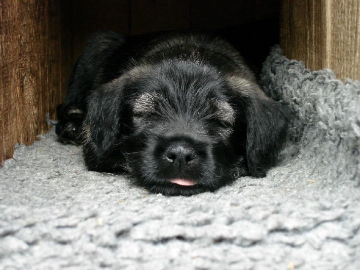 Mittelschnauzer Welpe Hündin (2)