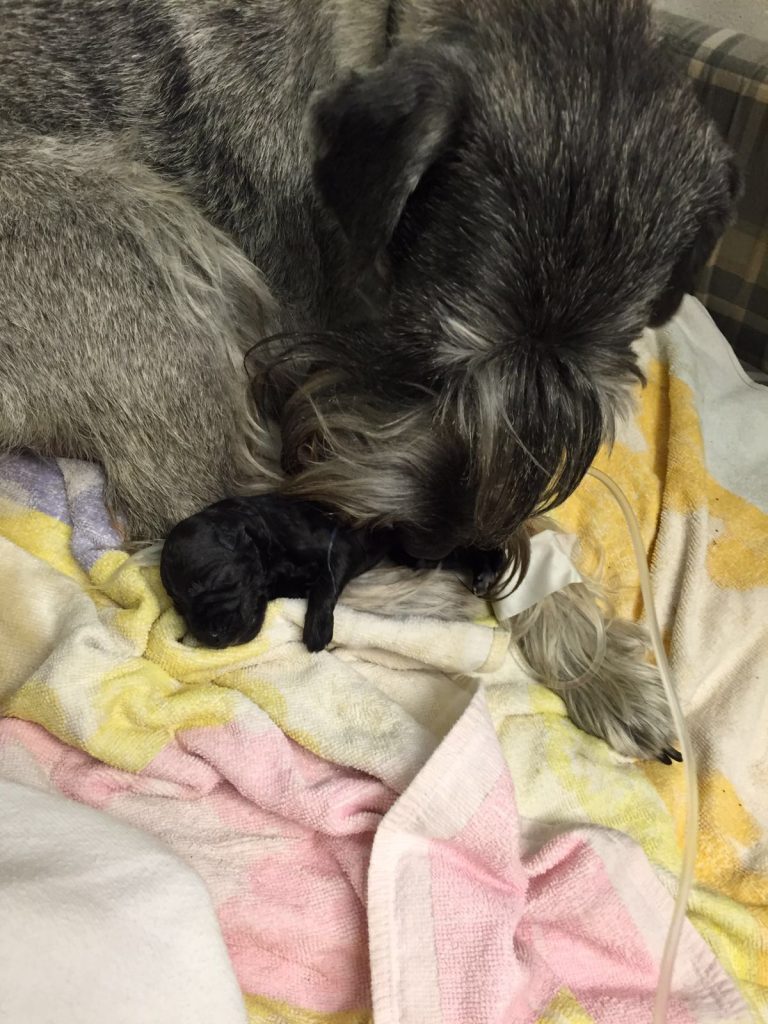 Mittelschnauzer Welpe Iceman Pepper (1)