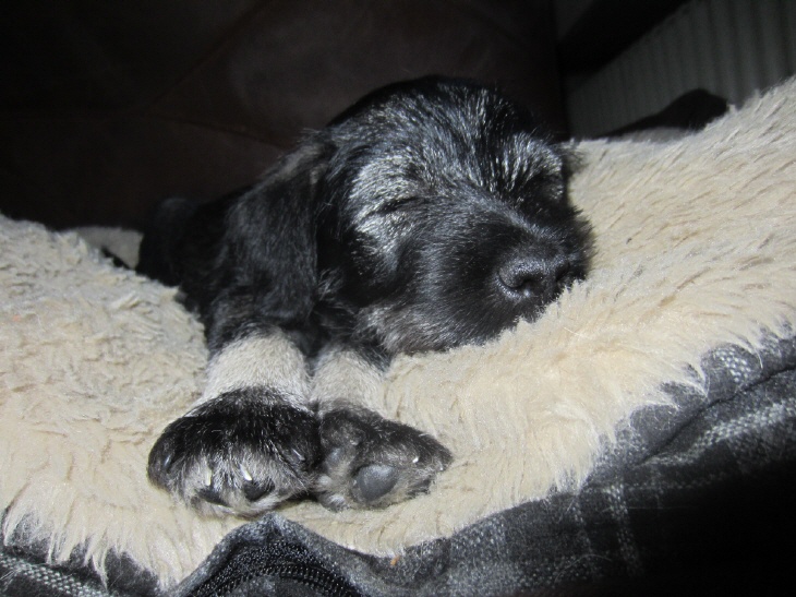 Mittelschnauzer Welpe pfeffer salz (1)