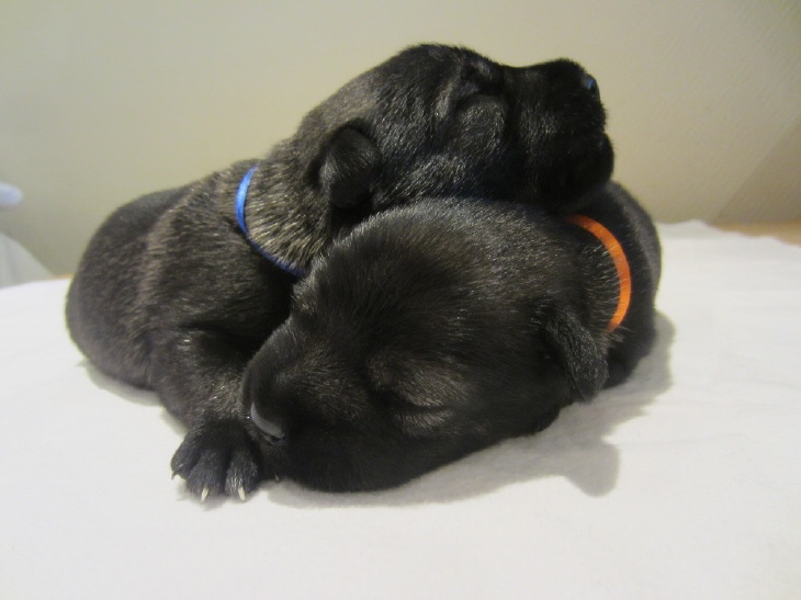 Mittelschnauzer Welpe pfeffer salz (2)