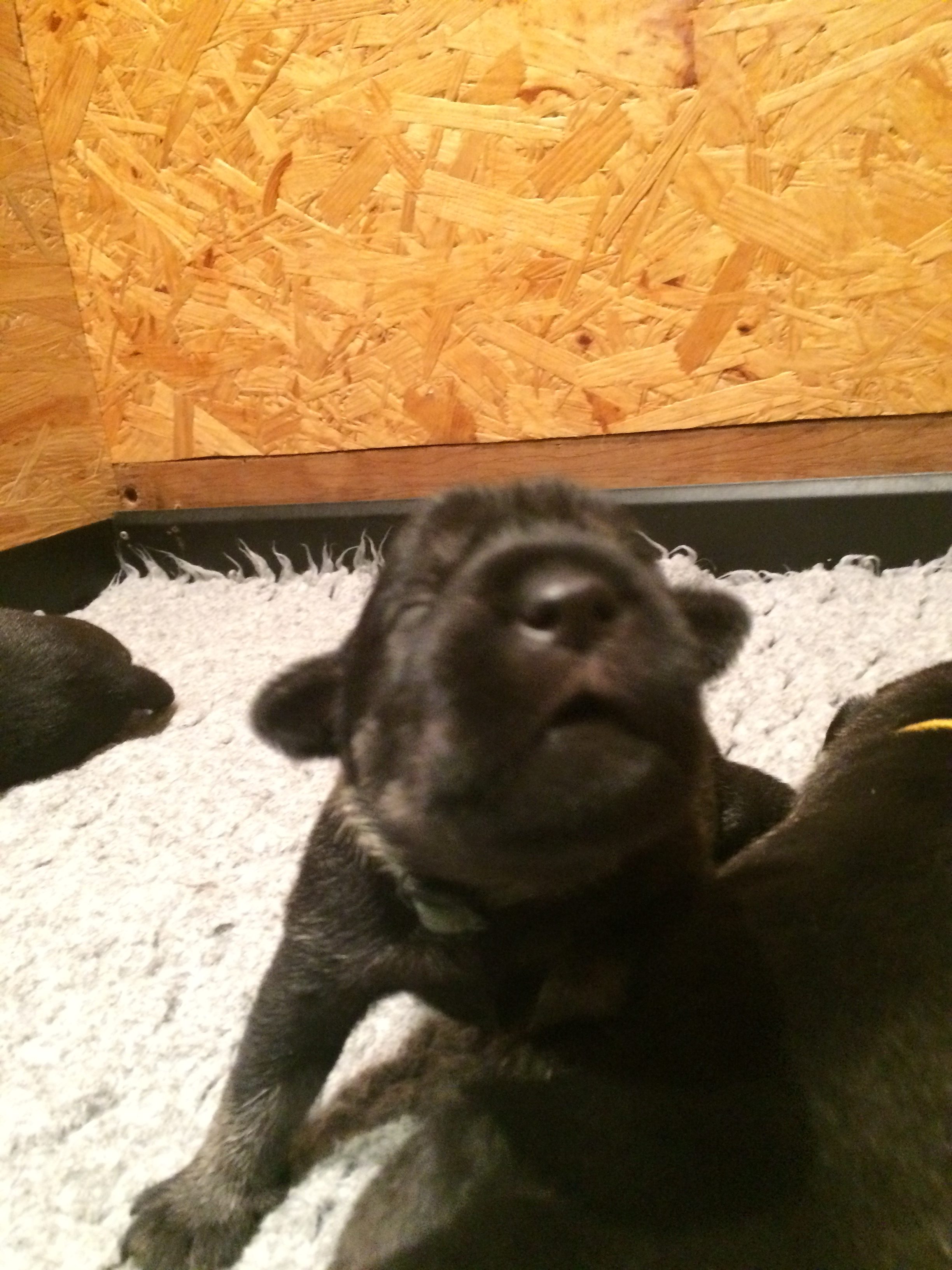 Mittelschnauzer Welpen 10.Tag