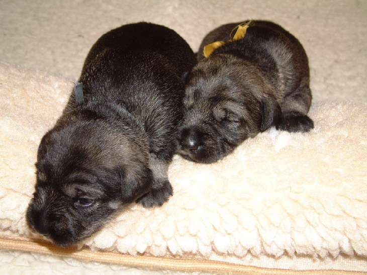 Mittelschnauzer Welpen 12 Tage alt (1)