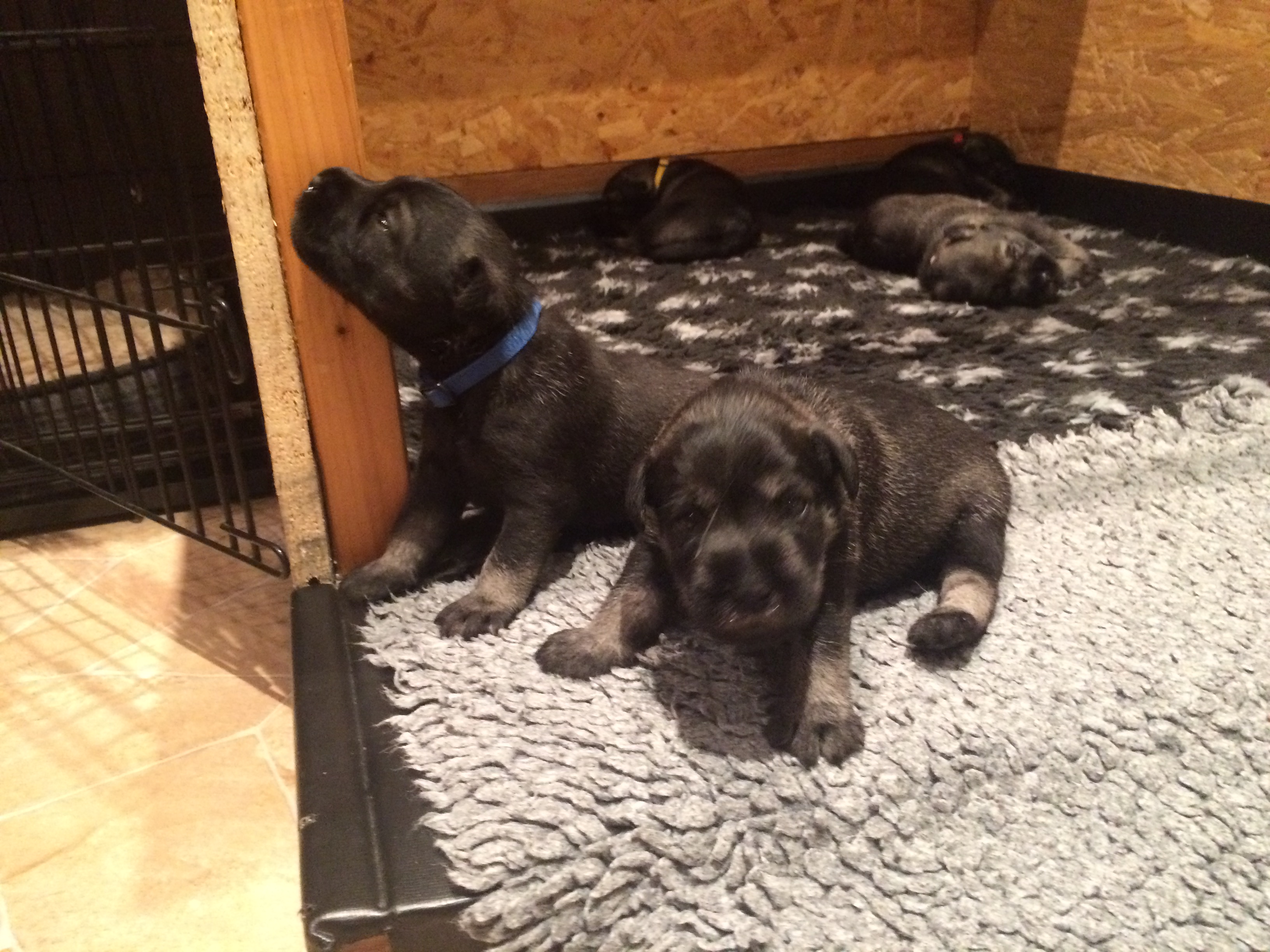 Mittelschnauzer Welpen 16 . Tag