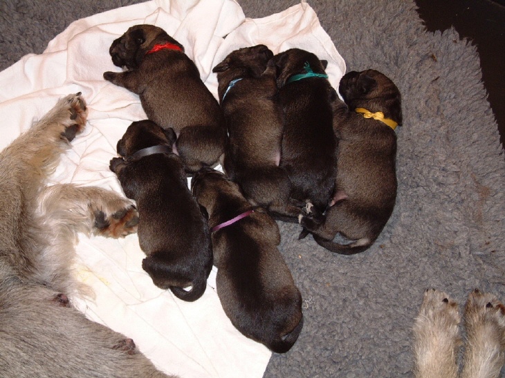 Mittelschnauzer Welpen 2 Tage alt