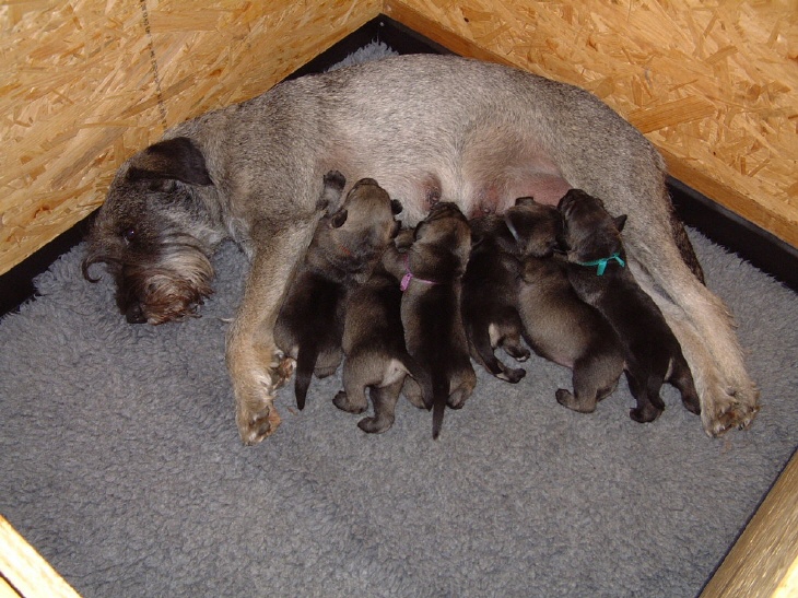 Mittelschnauzer Welpen C Wurf
