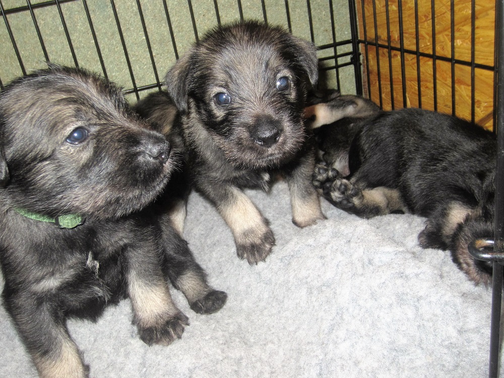 Mittelschnauzer Welpen H Wurf