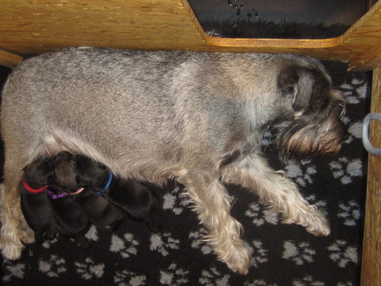 Mittelschnauzer Welpen I Wurf (2)