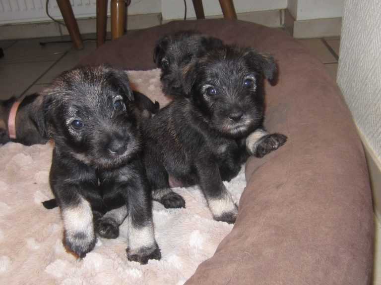 Mittelschnauzer Welpen I Wurf (3)