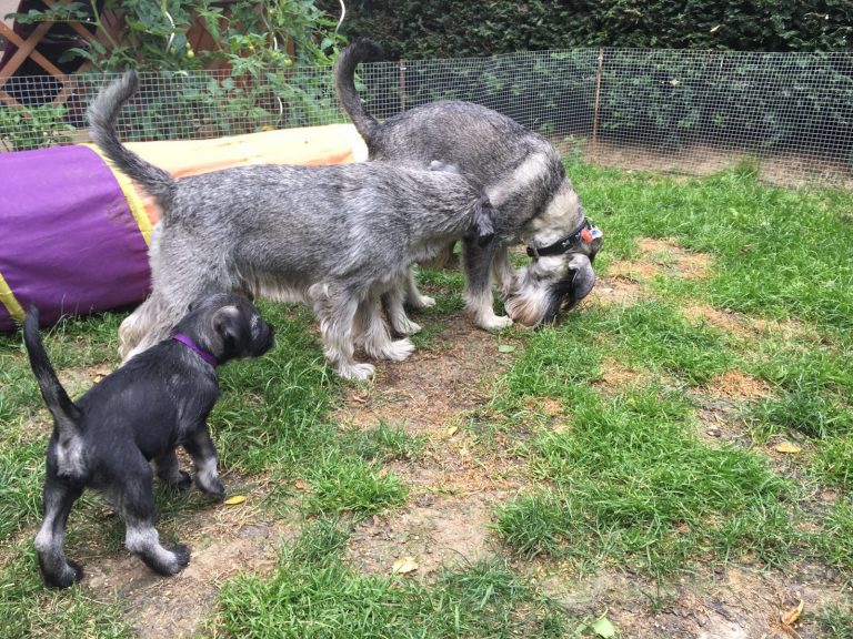 Mittelschnauzer Welpen I Wurf (5)