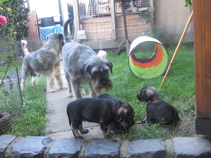 Mittelschnauzer Welpen I Wurf (6)