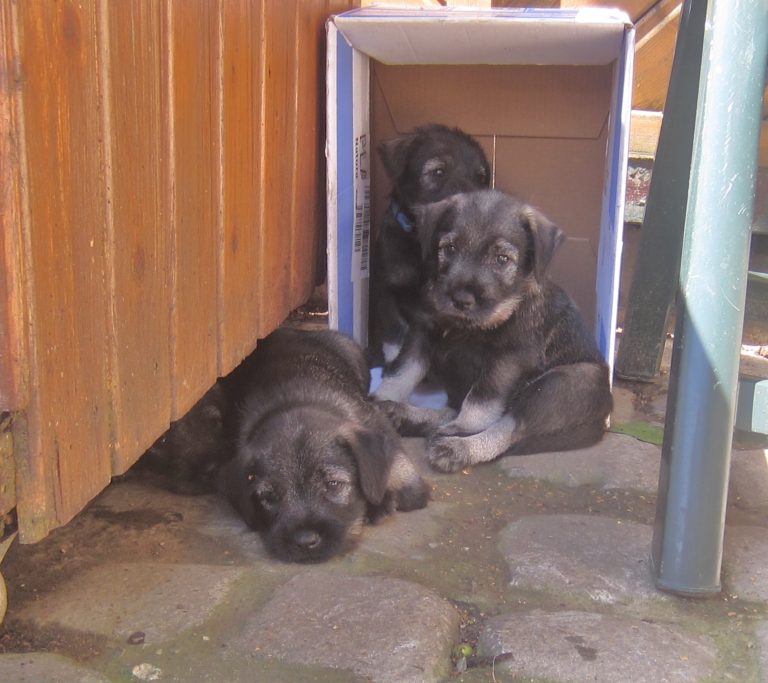Mittelschnauzer Welpen I Wurf (8)