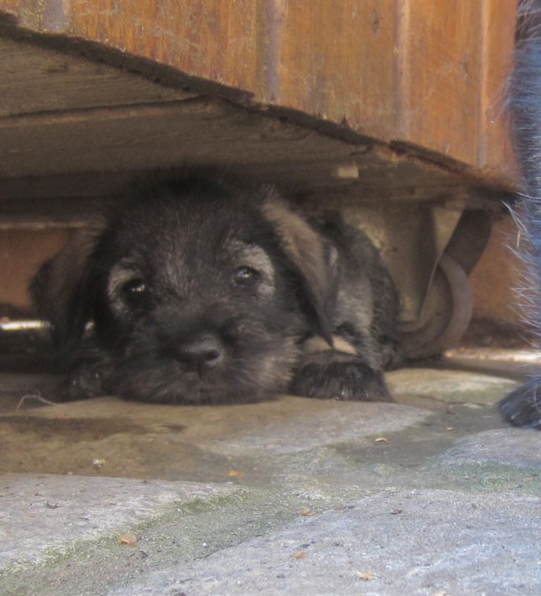 Mittelschnauzer Welpen I Wurf (9)