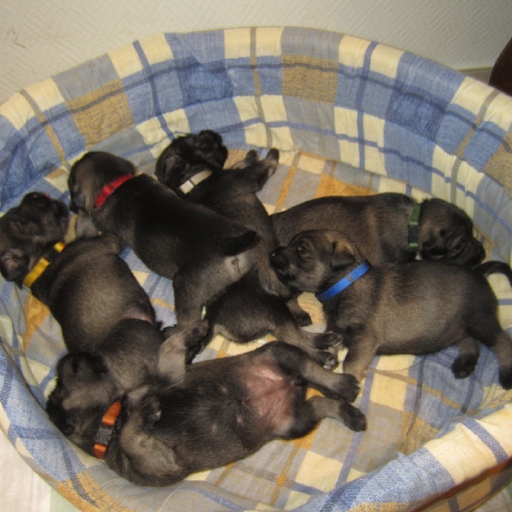 Mittelschnauzer Welpen beim schlafen