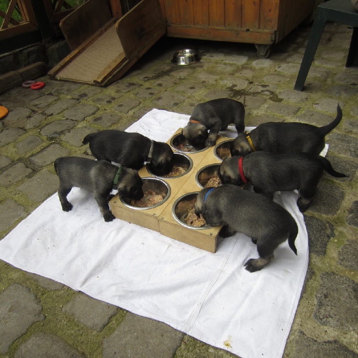 Mittelschnauzer Welpen fressen (1)