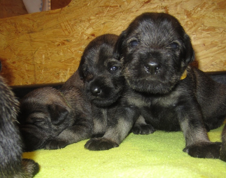 Mittelschnauzer Welpen mit offenen Augen (1)
