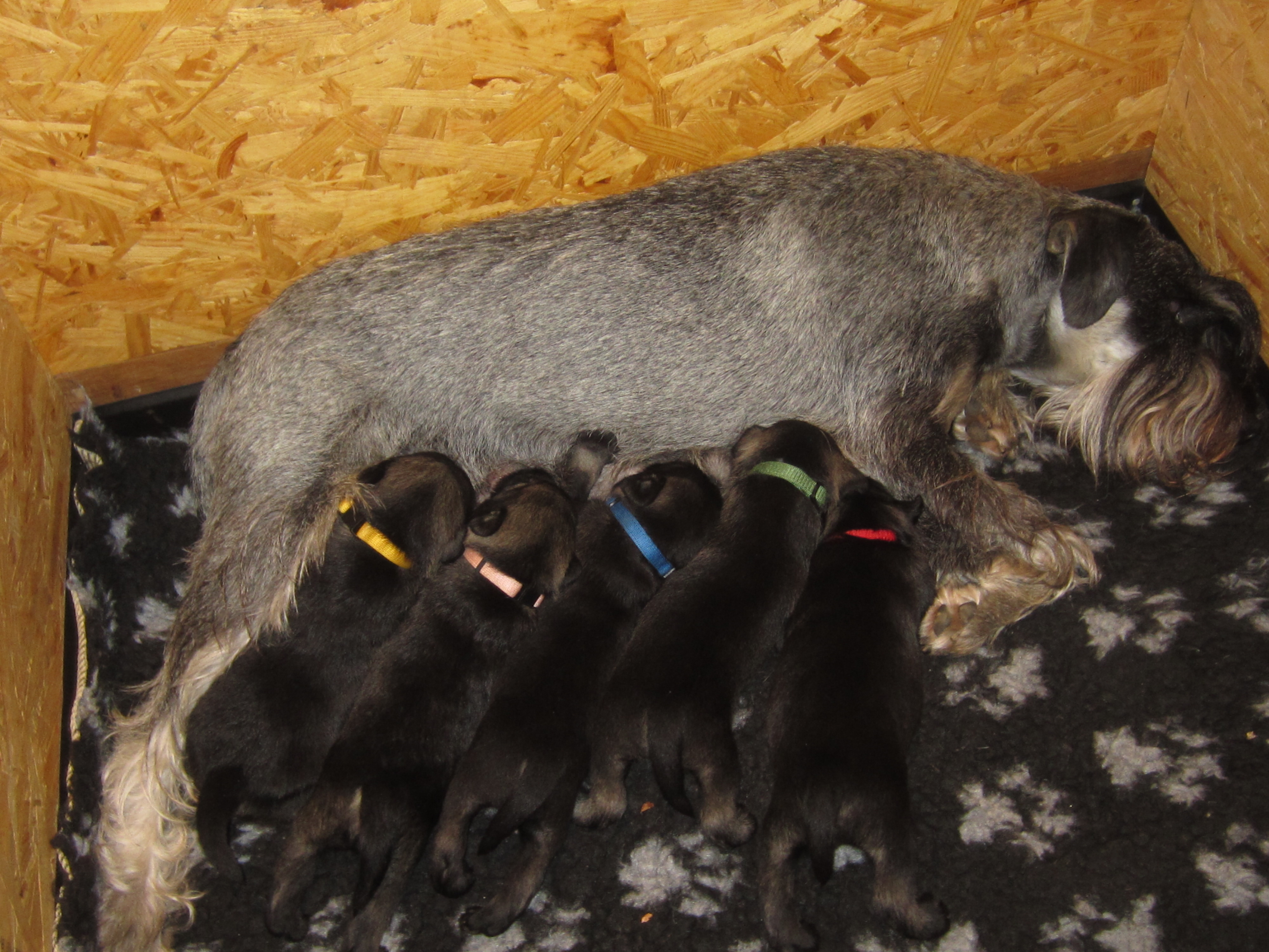 Mittelschnauzer Welpen stillen