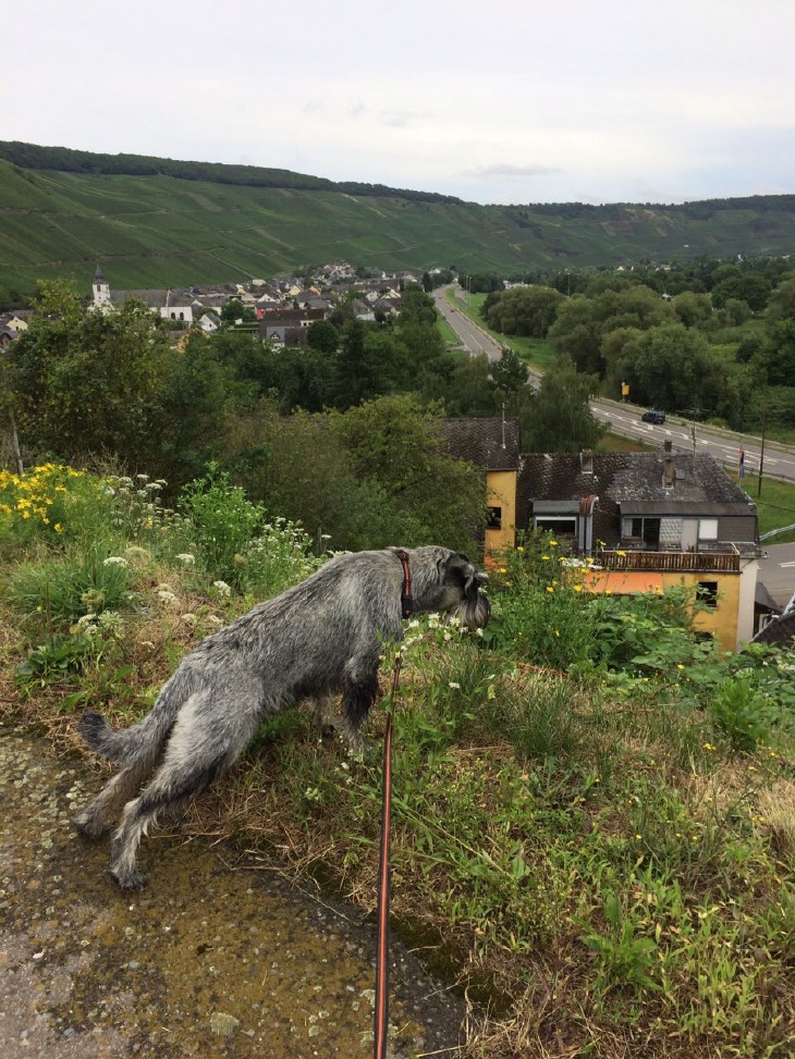 Mittelschnauzer blickt ins Moseltal
