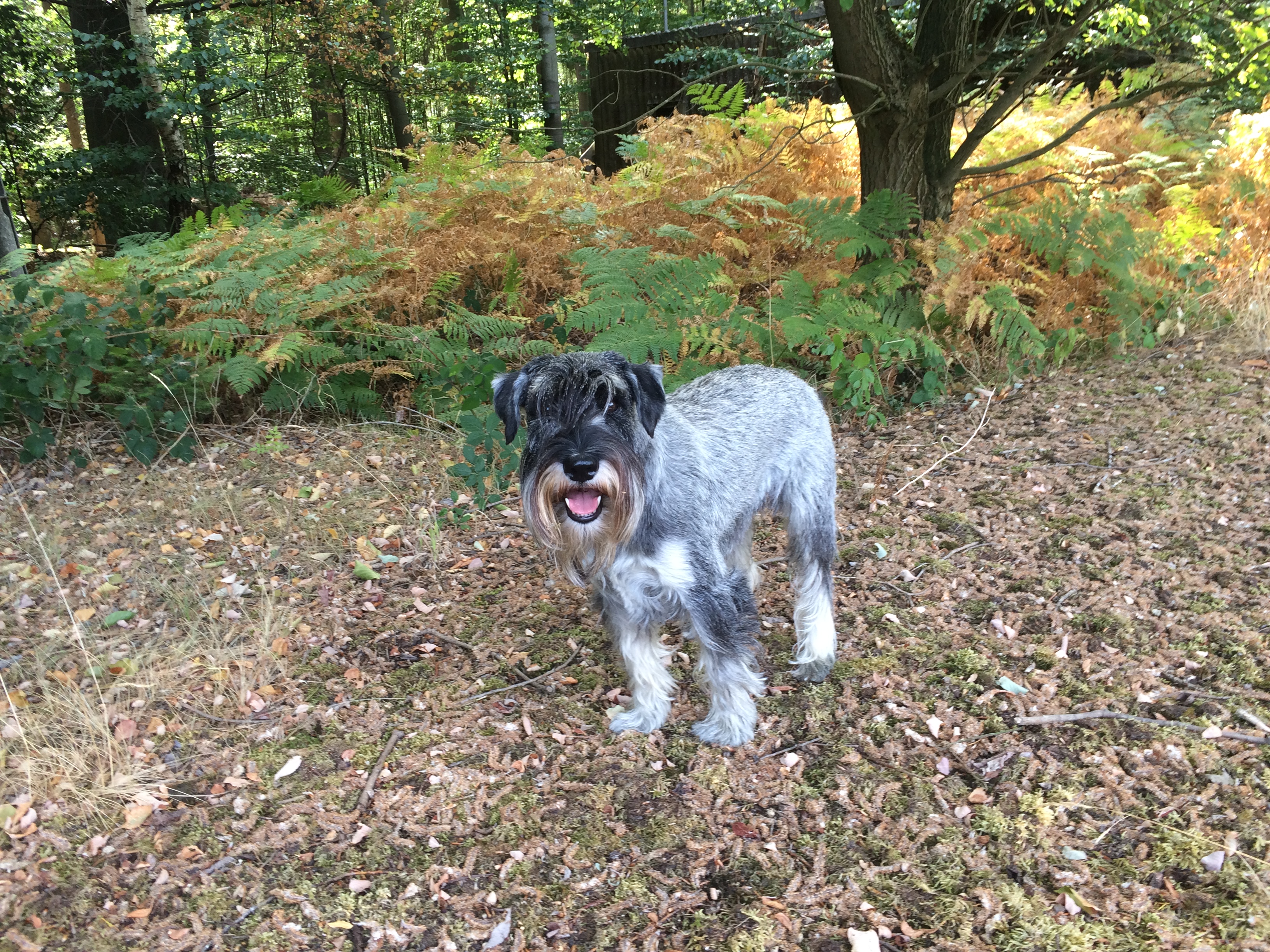 Mittelschnauzer im Probsteier Wald