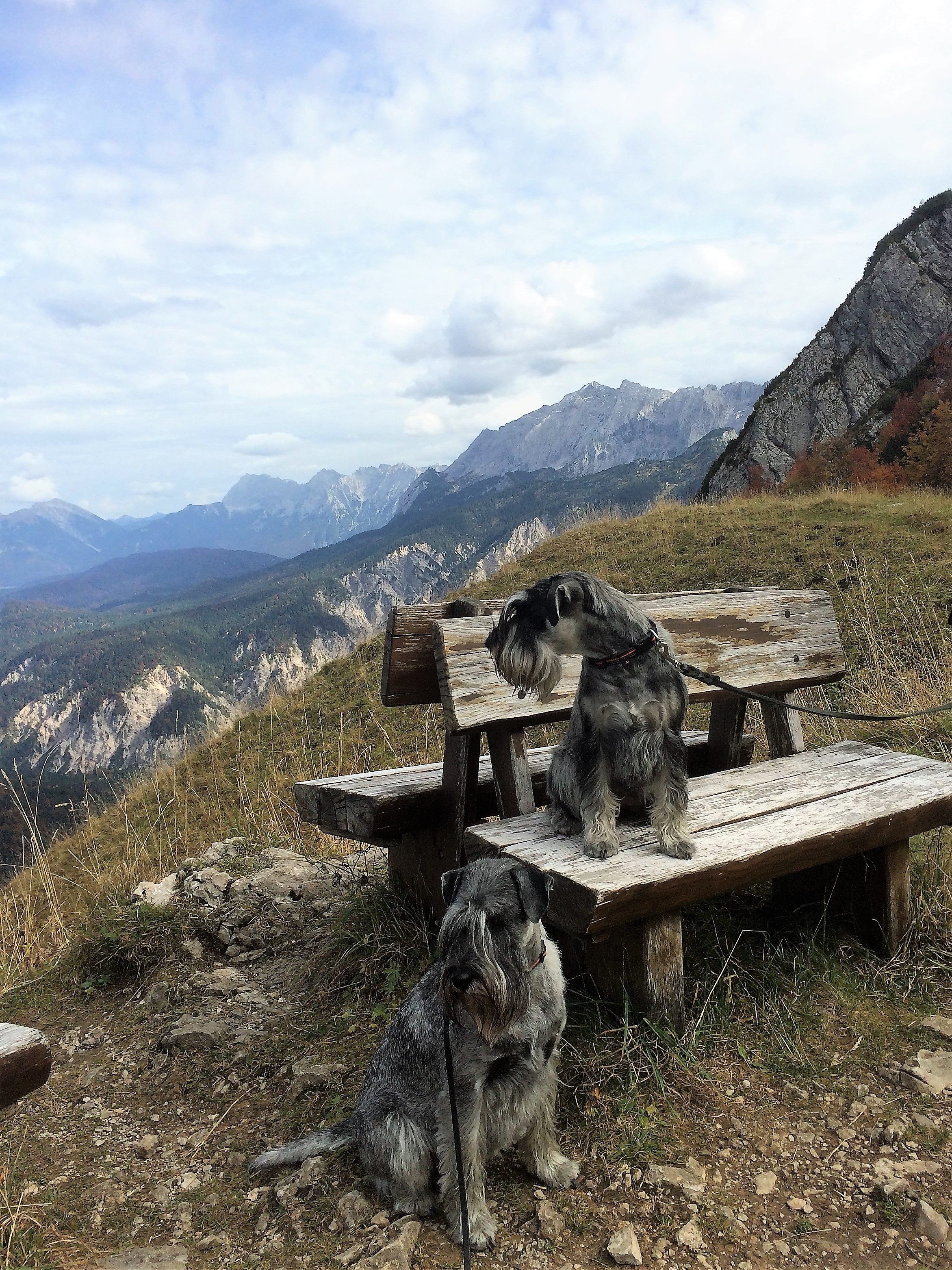 Mittelschnauzer in den Bergen