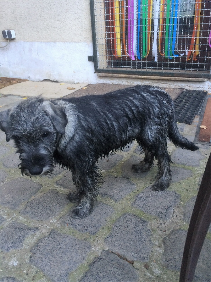 Mittelschnauzer nach Schlammbad