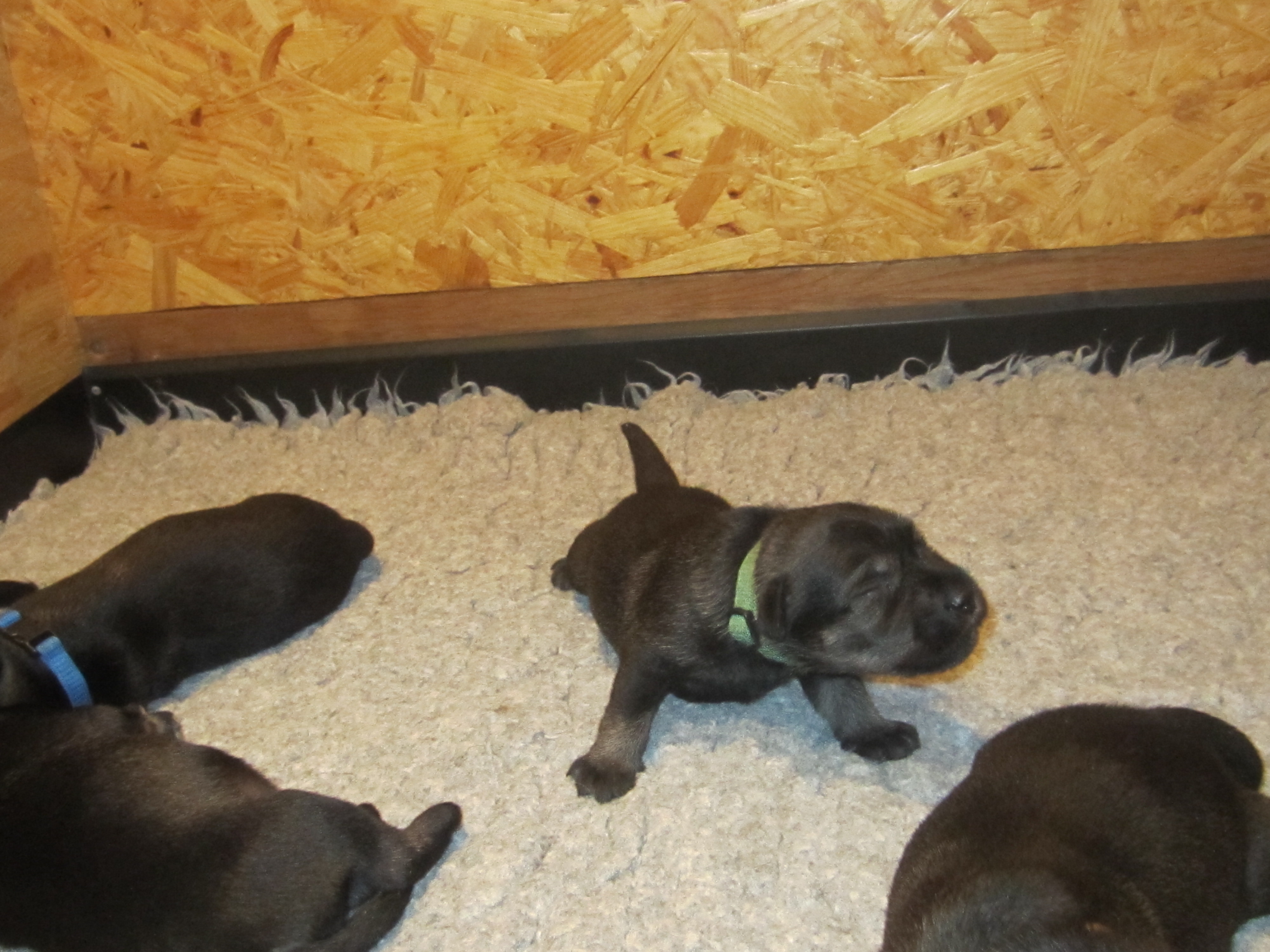 Mittelschnauzer pfeffer-salz Welpen 10.Tag