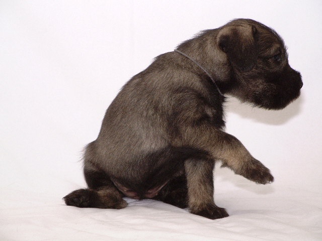MittelschnauzerWelpe Aibe