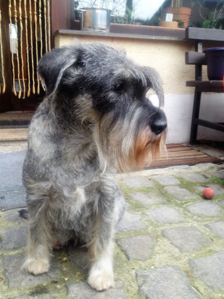 Mittelschnauzer Welpen C Wurf