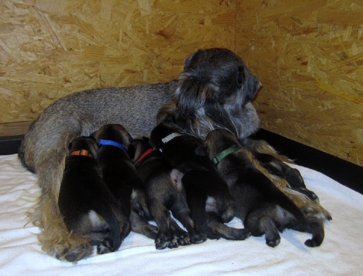 Schnauzer Familie